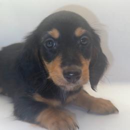 Flint - Black and tan male Dachshund puppy in California from Kindle & Burrow Dachshunds