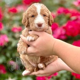 Bordoodle and Labradoodle Puppies from Howdy Doodles