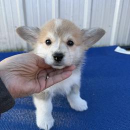 Mauve Collar Female - Sable female Pembroke Welsh Corgi puppy in Victoria, Texas from Clear Creek Corgis