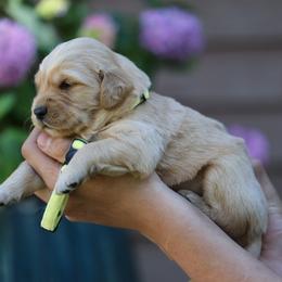 Anise - Golden male Golden Retriever puppy in Payette, Idaho from Stonewick Retrievers