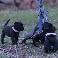Staffordshire Bull Terrier Puppies from Sublime Staffords
