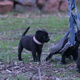 Staffordshire Bull Terrier Puppies from Sublime Staffords