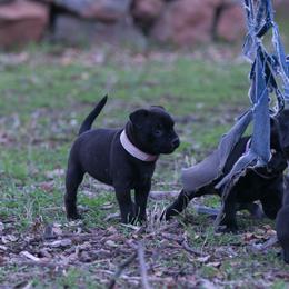 Staffordshire Bull Terrier Puppies from Sublime Staffords