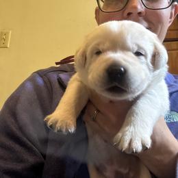 Girl 1 - Yellow female Labrador Retriever puppy in Isanti, Minnesota from Four Corners Family Labs