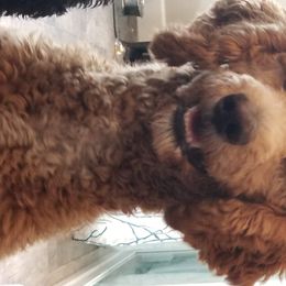 Aussiedoodles, Australian Shepherds, and Poodles from Foothill Aussies