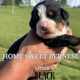 W black - Black tan and white male Bernese Mountain Dog puppy in Winigan, Missouri from Home Sweet Bernese