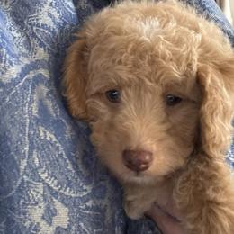 Teddy - Cream male Goldendoodle puppy in Litchfield, Connecticut from Gracie Doodles CT