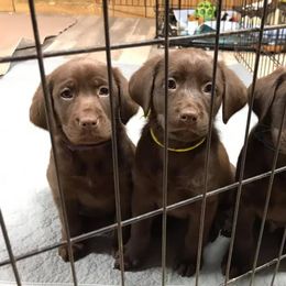 Labrador Retriever Puppies from Choice Chocolate Labs