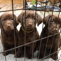 Labrador Retriever Puppies from Choice Chocolate Labs