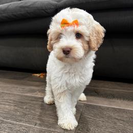 Mead - Caramel cream female Labradoodle puppy in Camden, North Carolina from Oopsie Doodles of NC