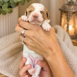 Lamb chop - White female Cavapoo puppy in Yuciapa, California from AlltheDoodlez_