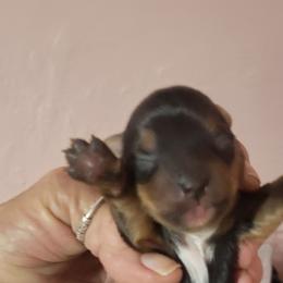 Brady - Black and tan male Yorkshire Terrier puppy in Chickasha, Oklahoma from SISSYS YORKIES