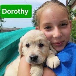 2nd pick of the Golden Girls Litter - Light golden female Golden Retriever puppy in Fithian, Illinois from LOMAH Retrievers
