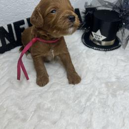 Boo - Red  female Goldendoodle puppy in Phoenix, Arizona from Amore Doodles & Poodles