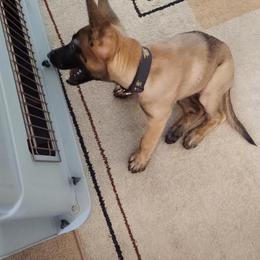 Belgian Malinois Puppies from BlueStone