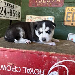 Buster - Black and white male Siberian Husky puppy in Burnsville, North Carolina from Peterson Puppies