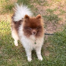 AKC Chocolate Parti Boy - Chocolate parti male Pomeranian puppy in Douglas, Massachusetts from Country Oak Poms LLC