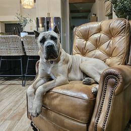 Navy - Cane Corso