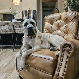 Navy - Cane Corso