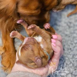 Cavalier King Charles Spaniel Puppies from Royalton Cavaliers