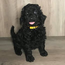 Aussiedoodles and Goldendoodles from IdaHome Doodles