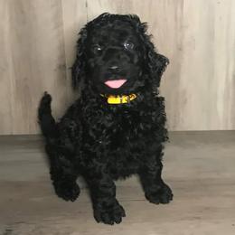 Aussiedoodles and Goldendoodles from IdaHome Doodles