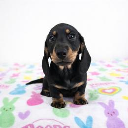 Black and tan male (Radar) - Black and tan male Dachshund puppy in Belle Rive, Illinois from Akin's Miniature Dachshunds, LLC