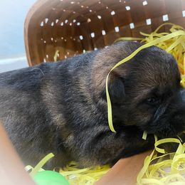 German Shepherd Puppies from Stonewick German Shepherds