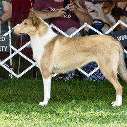 Collie All Grown Up from Deer Hill Collies