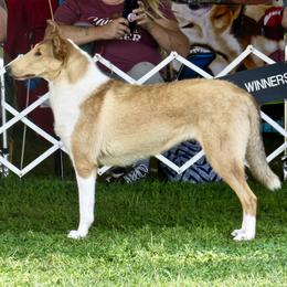 Collie All Grown Up from Deer Hill Collies