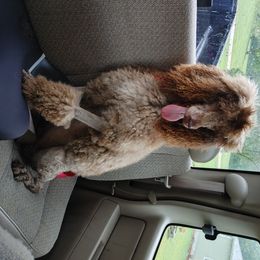 Poodle All Grown Up from Morris Prancing Poodles