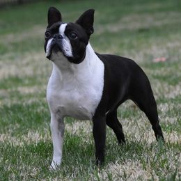 American Staffordshire Terriers, Boston Terriers, and French Bulldogs from Mon Ange French Bulldogs