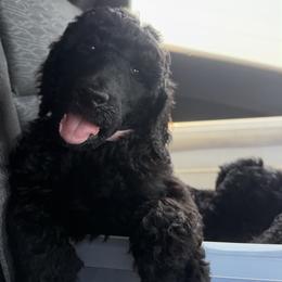 Poodle Puppies from Risa Poodles