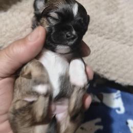 Crest - Sable spotted white male Chihuahua puppy in Gray, Louisiana from Chi Chi's Place LLC