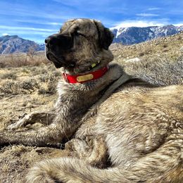 Anatolian Shepherd Dogs from Fyne Acres