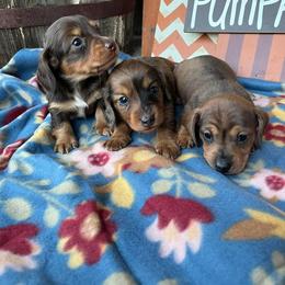 Dachshund Puppies from Little e Dachshunds