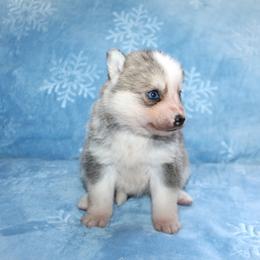 MJ - Gray and white female Pomsky puppy in Stockton, Utah from Mischa Nelson