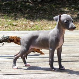 Boston Terrier and Italian Greyhound Puppies from 4Ever Boston Terriers & Italian Greyhounds