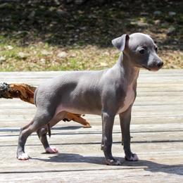 Boston Terrier and Italian Greyhound Puppies from 4Ever Boston Terriers & Italian Greyhounds