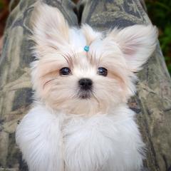 Companion Cross, Havanese, Mal-Shi, Maltese, Maltipoo, Morkie, and Shih Tzu Puppies from Seeking Shalom Acres Maltese, Maltipoos & Havamalts