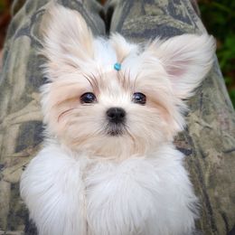 Companion Cross, Havanese, Mal-Shi, Maltese, Maltipoo, Morkie, and Shih Tzu Puppies from Seeking Shalom Acres Maltese, Maltipoos & Havamalts