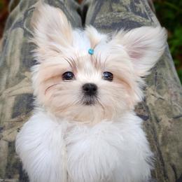 Companion Cross, Havanese, Mal-Shi, Maltese, Maltipoo, Morkie, and Shih Tzu Puppies from Seeking Shalom Acres Maltese, Maltipoos & Havamalts
