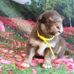 Alaskan Malamute Puppies from New River Valley Malamutes