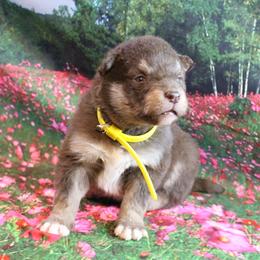 Alaskan Malamute Puppies from New River Valley Malamutes
