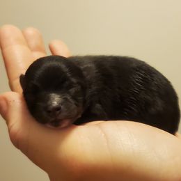 Pomeranian Puppies from Fancy Paws Pomeranian