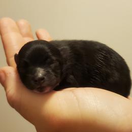Pomeranian Puppies from Fancy Paws Pomeranian