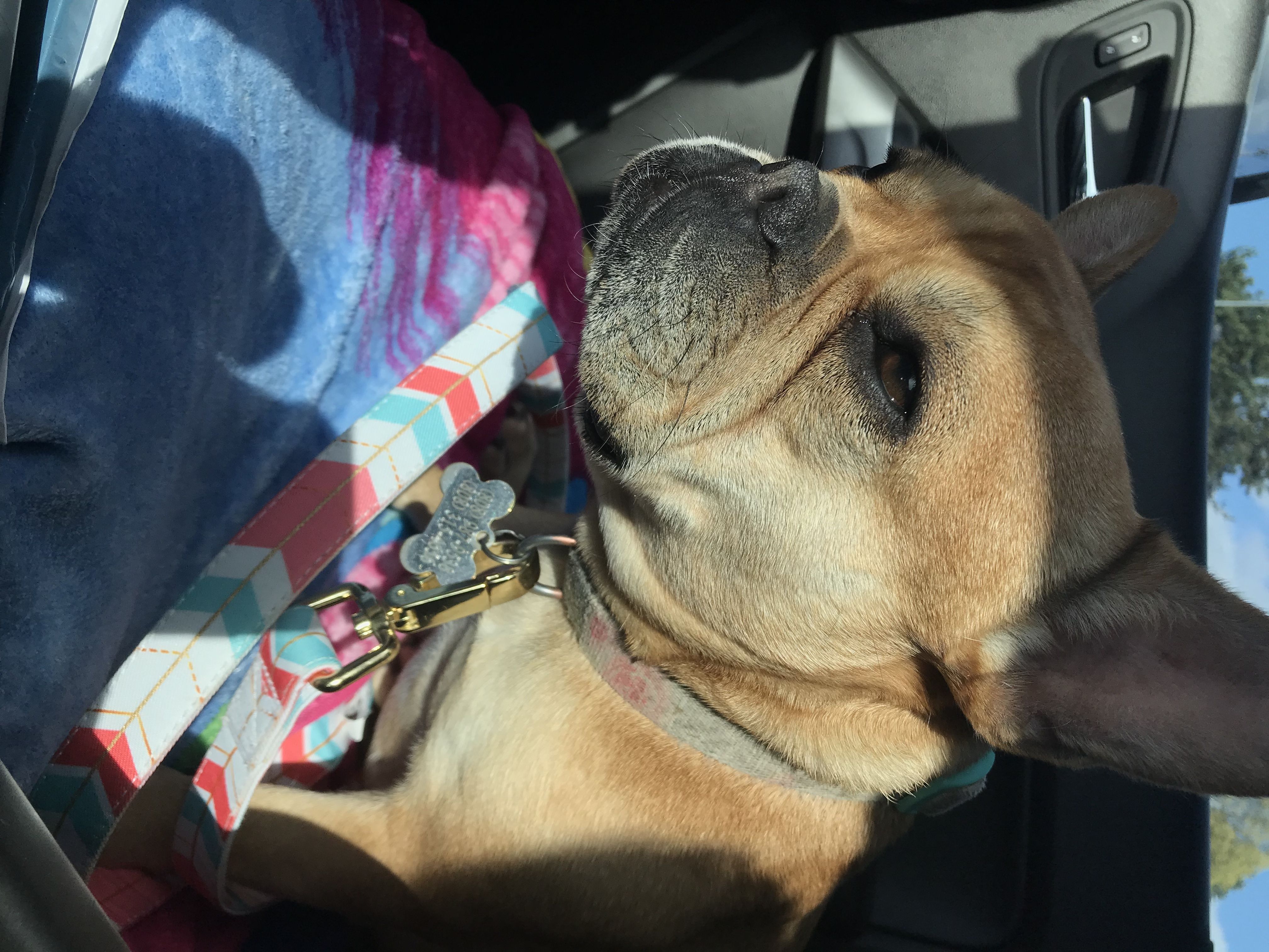 Momosita  - French Bulldog