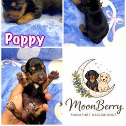 Poppy Black-Tan - Black and tan female Dachshund puppy in Tecumseh, Oklahoma from MoonBerry Miniature Dachshunds