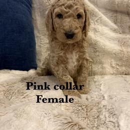 Pink collar - Apricot female Poodle puppy in Shelby, North Carolina from Blue Ridge Doodles and Poodles