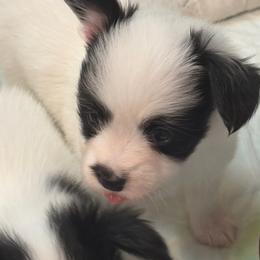 Boy 1 is already sold - White and black male Papillon puppy in Kenly, North Carolina from Otto’s Papillons